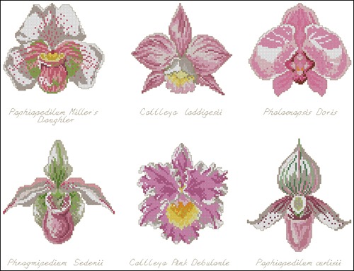 Six Orchid Varieties Collection
