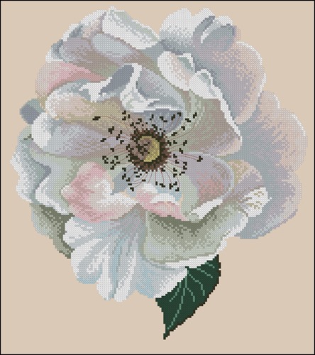Vine Rose