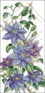 Clematis Multi Blue Clematis Multi Blue