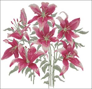 Cluster of Magenta Lilies Cluster of Magenta Lilies