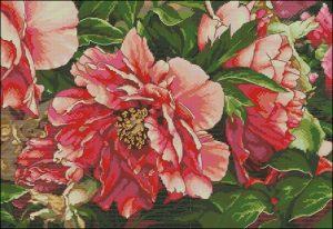 Coral Peonies Coral Peonies