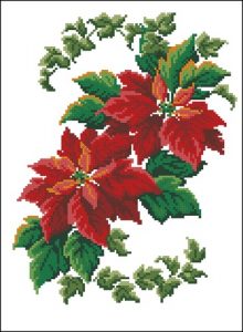 Poinsettia Poinsettia