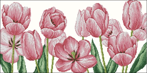 Wonderful Pink Tulips
