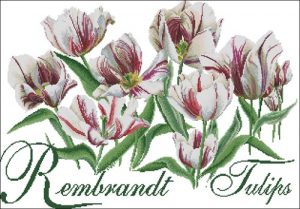 Rembrand Tulips Rembrand Tulips