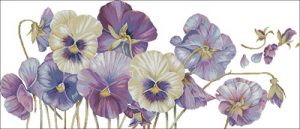 Purple pansy Purple pansy