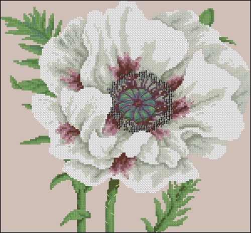 White Poppy Blossom