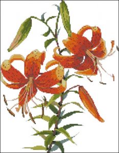 Tiger Lily Tiger Lily