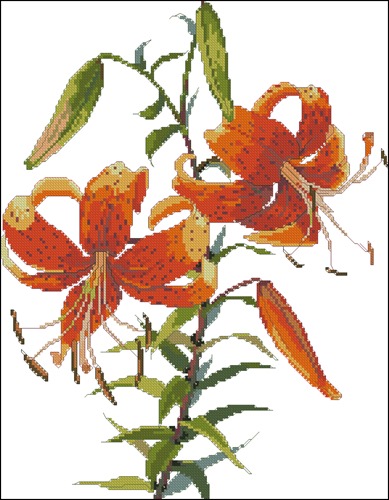 Tiger Lily