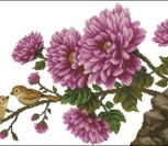 Chrysanthemum Chrysanthemum