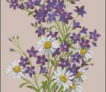 Wild Field Flowers Field flowers