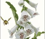 White Foxgloves White Foxgloves
