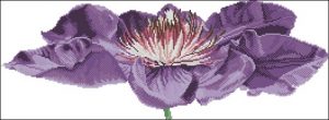 Fleur de la passion Fleur de la passion
