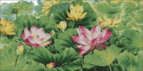 A Feast of Lotus Flowers