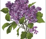 Пышная ветка сирени Ветка сирени
