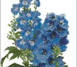 Delphiniums Delphiniums