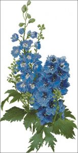 Delphiniums