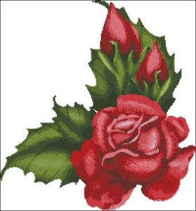 Beautiful rose