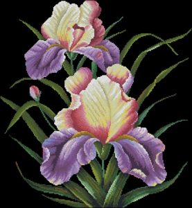 Irises