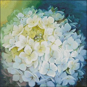 Hydrangea Portrait