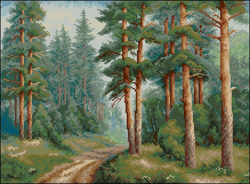 Pine Forest