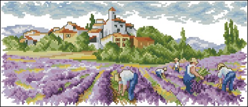 Lavender Field