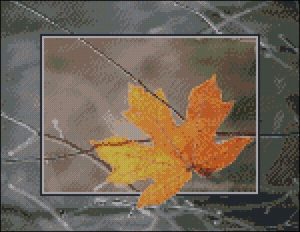 Кленовый лист Кленовый лист