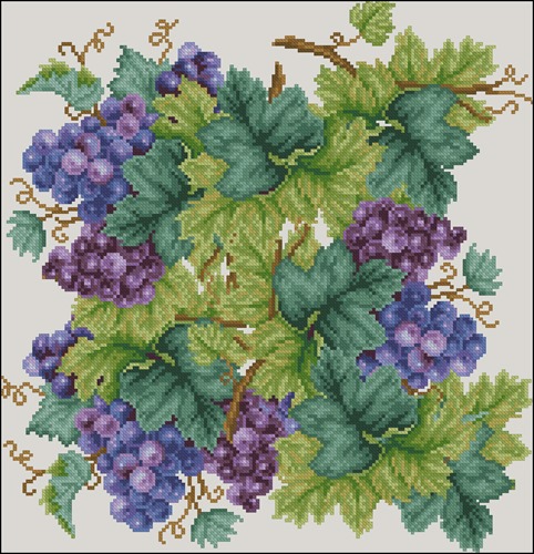 Grape Vine Clusters