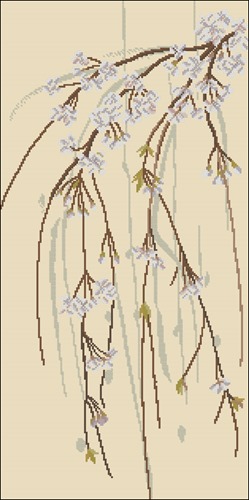 Apple Blossoms