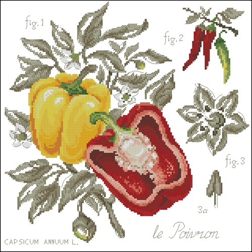Botanical Bell Peppers and Chili