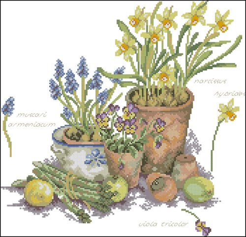 Potted Narcissus and Muscari