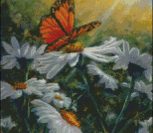 Sunny Butterfly Daisies Butterfly Daisies