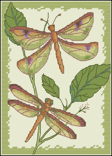 Dragonfly Duo