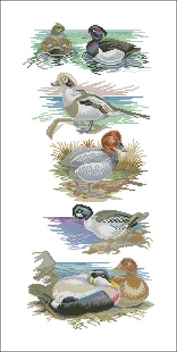 Ducks