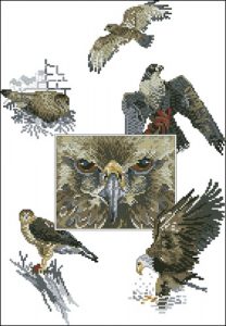 Eyes of the Eagle