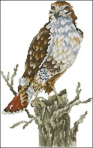 Red-Tail Hawk