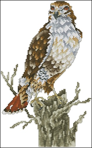 Red-Tail Hawk