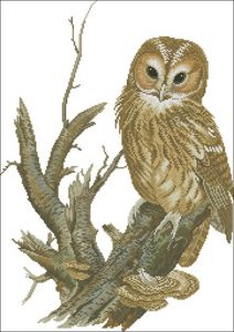 Tawny owl