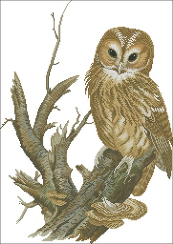 Tawny owl