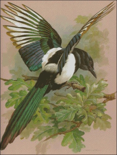 The Magpie