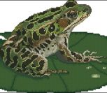Leopard Frog Leopard Frog
