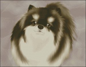 Померанский шпиц