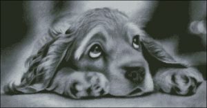 Cute Dog Cute Dog