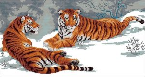 Амурские тигры Амурские тигры