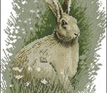Brown Hare (заяц-русак) Brown Hare (заяц-русак)