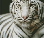 White Tiger on black White Tiger
