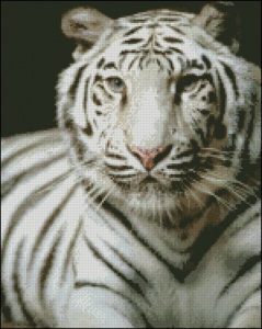 White Tiger on black White Tiger