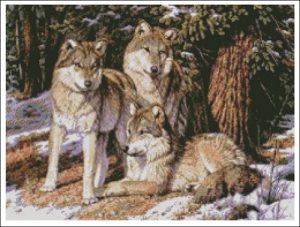 Wolves in Snow Wolves in Snow