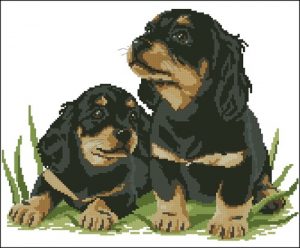 Dachshund Dachshund