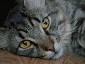 Европейская кошка
