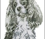 Cavalier King Charles Spaniel Cavalier King Charles Spaniel